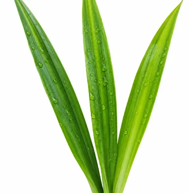 Pandanus amaryllifolius leaves