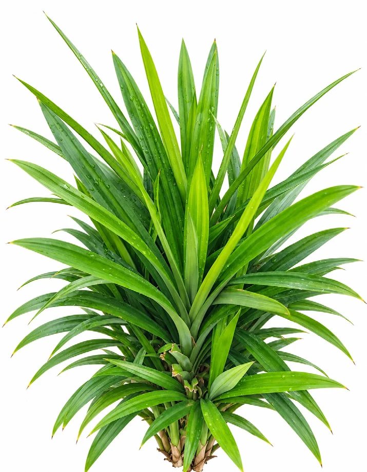 Pandan / Screwpine