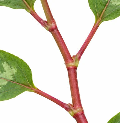 Persicaria chinensis bark