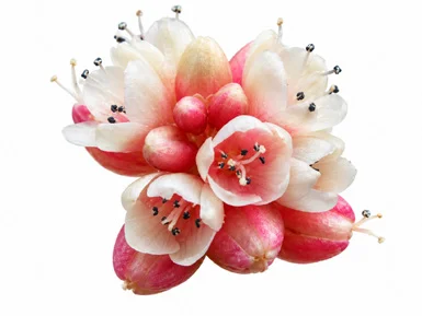 Persicaria chinensis flower