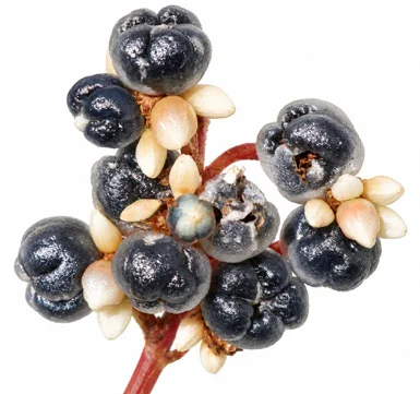 Persicaria chinensis fruit / seeds
