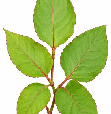 Persicaria chinensis leaves