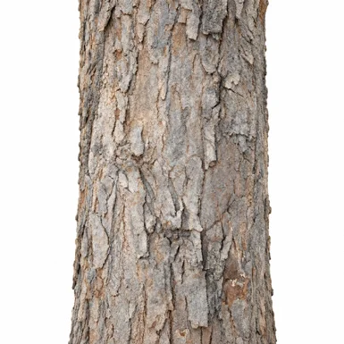 Phanera roxburghiana bark