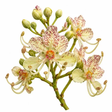 Phanera roxburghiana flower
