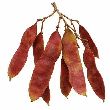 Phanera roxburghiana fruit / seeds