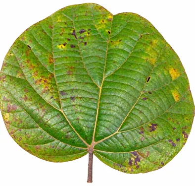 Phanera roxburghiana leaves