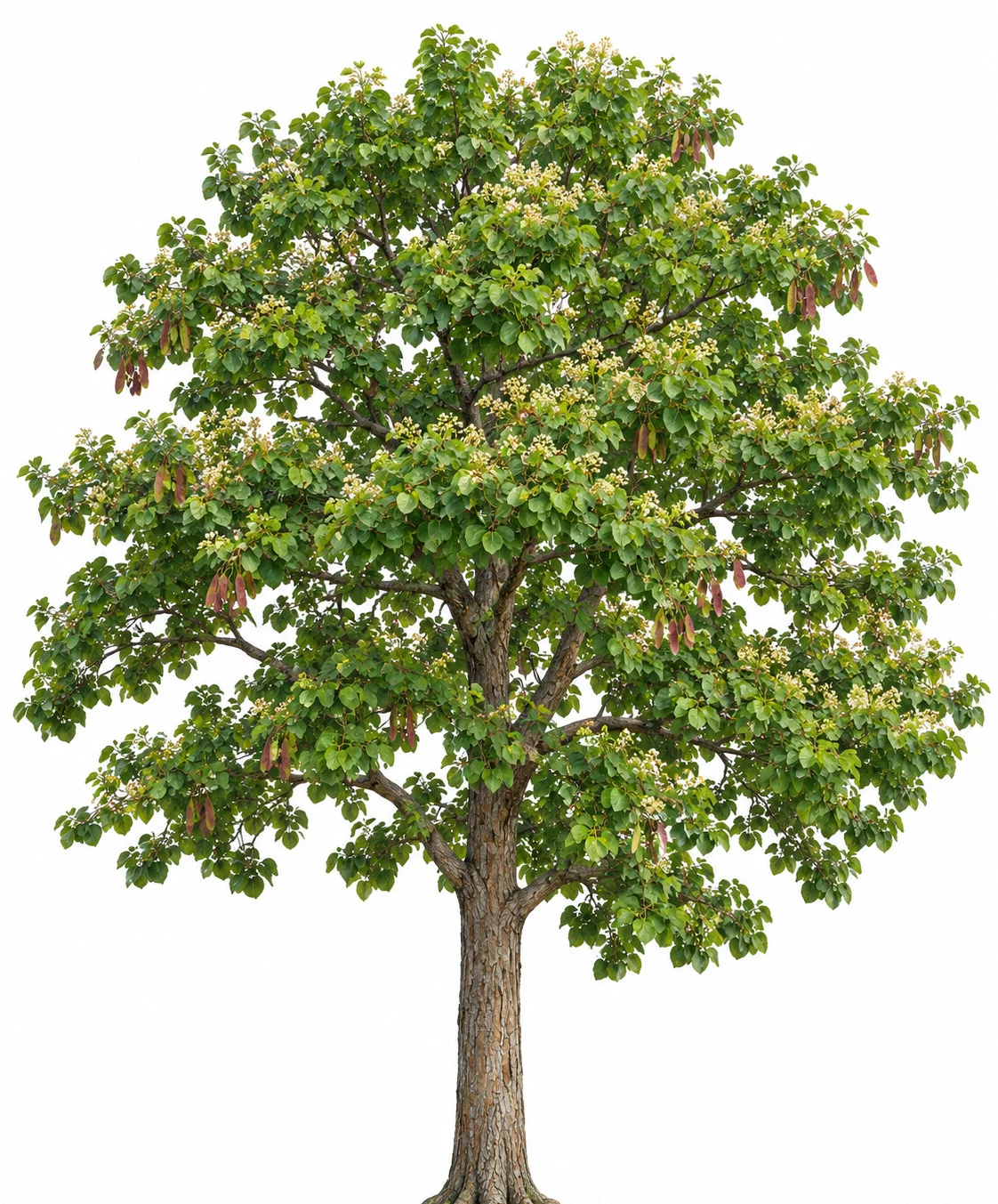 Notched-Leaf Bauhinia