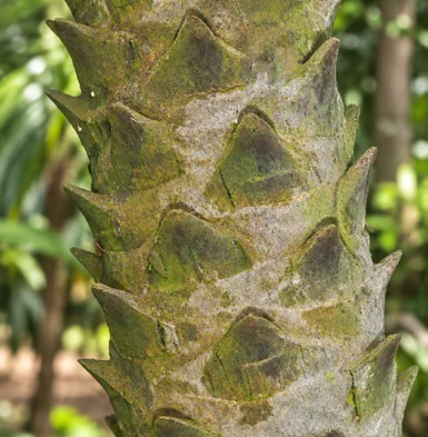 Phoenix loureiroi bark
