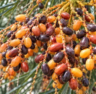 Phoenix loureiroi fruit / seeds