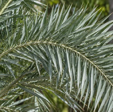 Phoenix loureiroi leaves