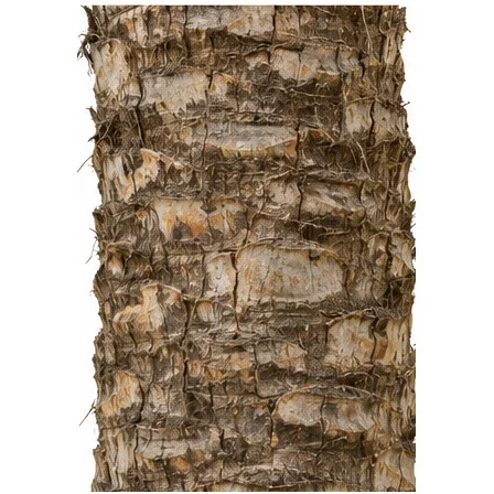 Phoenix sylvestris bark