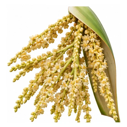 Phoenix sylvestris flower