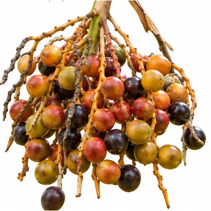 Phoenix sylvestris fruit / seeds