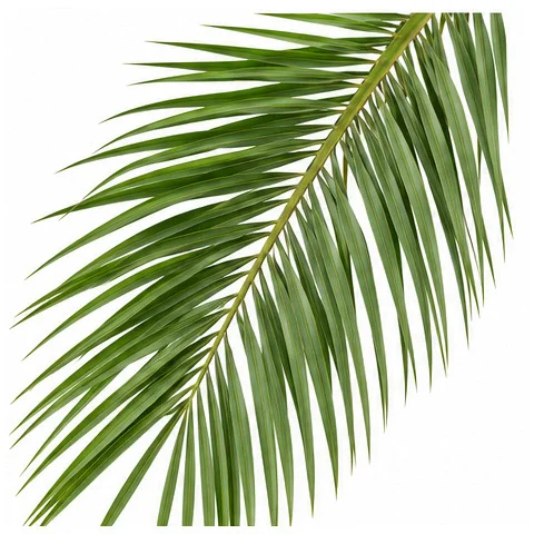 Phoenix sylvestris leaves