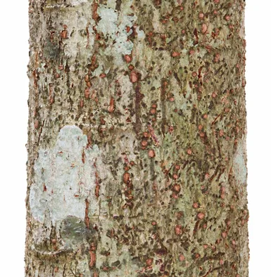 Phyllanthus acidus bark
