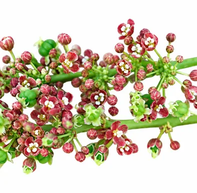 Phyllanthus acidus flower