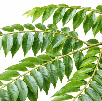 Phyllanthus acidus leaves