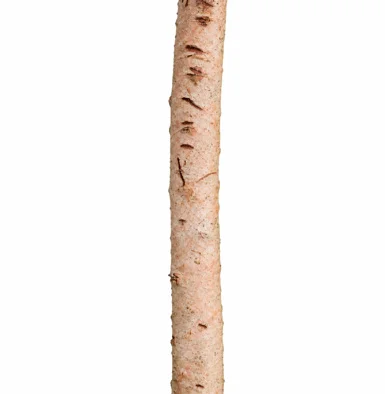 Phyllanthus emblica bark
