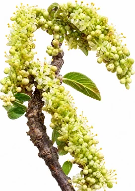 Phyllanthus emblica flower
