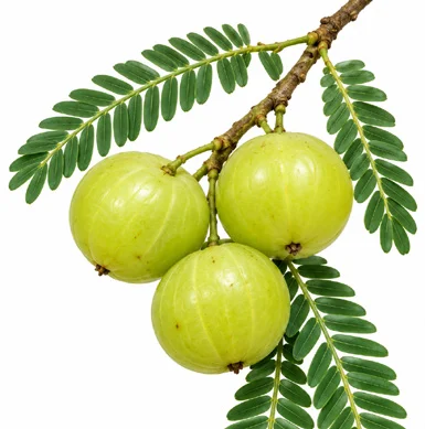 Phyllanthus emblica fruit / seeds