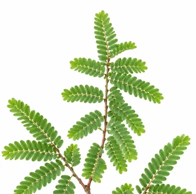 Phyllanthus emblica leaves