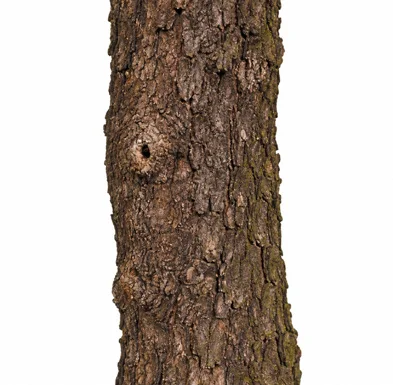 Phyllanthus obliquus var. obliquus bark