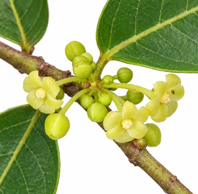 Phyllanthus obliquus var. obliquus flower
