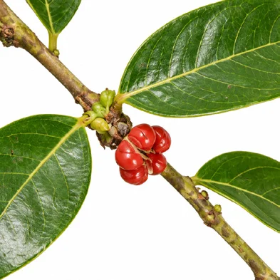 Phyllanthus obliquus var. obliquus fruit / seeds