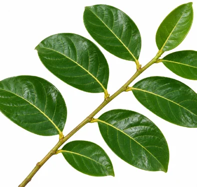 Phyllanthus obliquus var. obliquus leaves