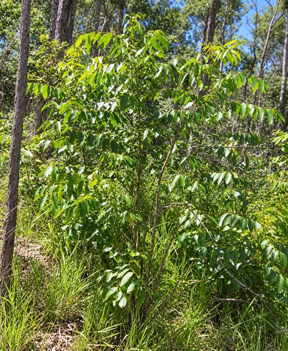 Umbrella Cheese Tree