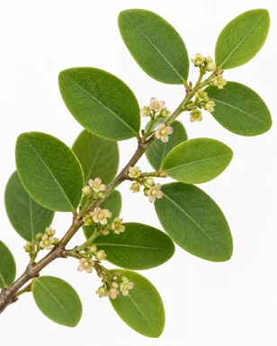 Phyllanthus reticulatus flower