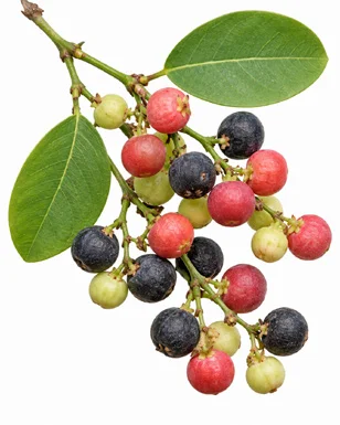 Phyllanthus reticulatus fruit / seeds