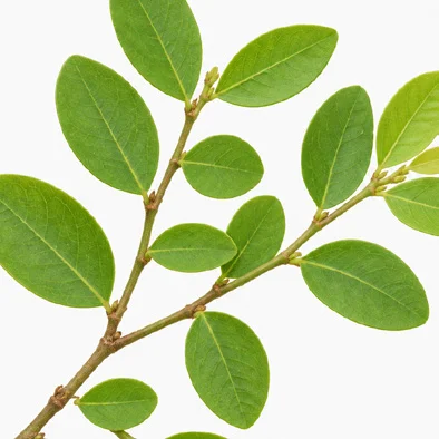 Phyllanthus reticulatus leaves