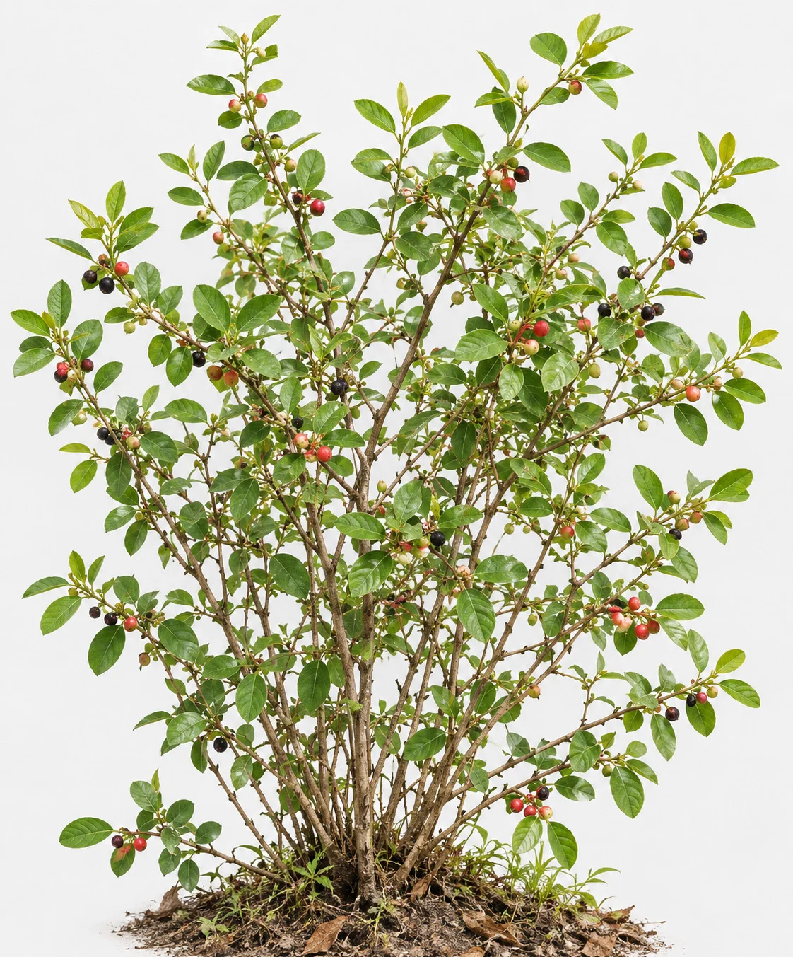 Black-Honey Shrub