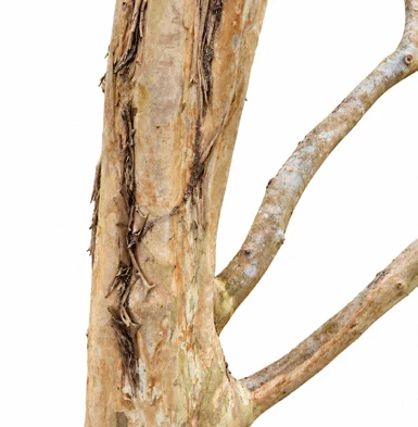 Pimenta dioica bark