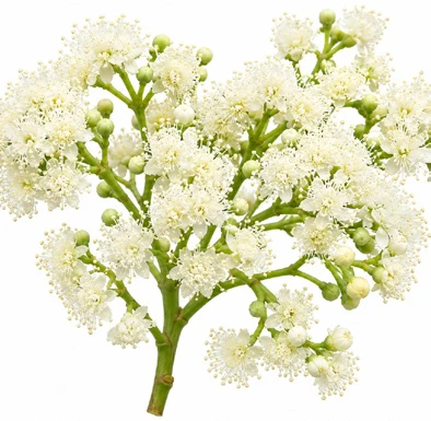 Pimenta dioica flower