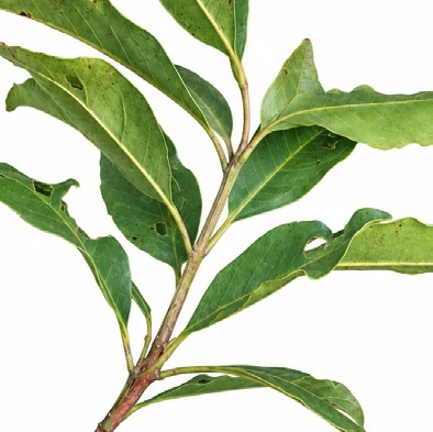 Pimenta dioica leaves