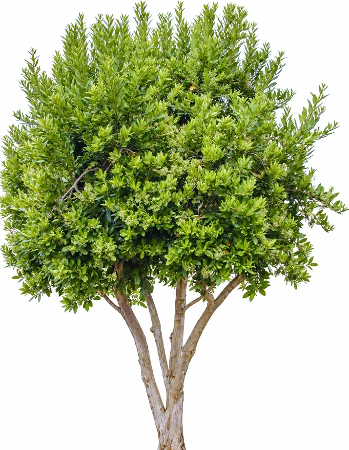 Jamaica Pepper