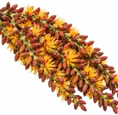 Pinanga dicksonii flower