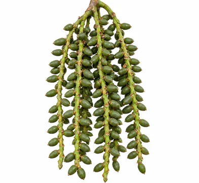Pinanga dicksonii fruit / seeds