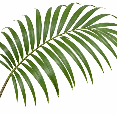 Pinanga dicksonii leaves