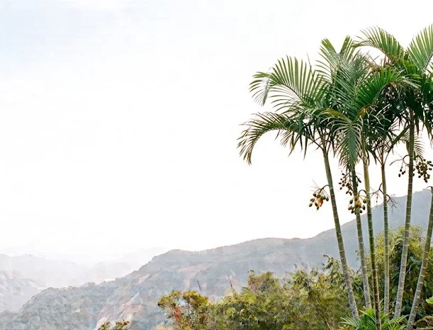 Dickson Palm