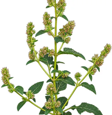Pogostemon benghalensis flower