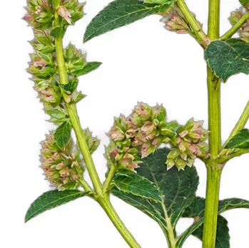 Pogostemon benghalensis fruit / seeds