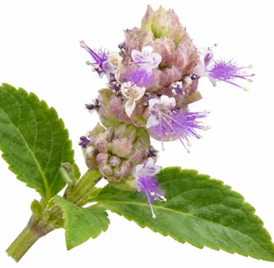 Pogostemon benghalensis leaves