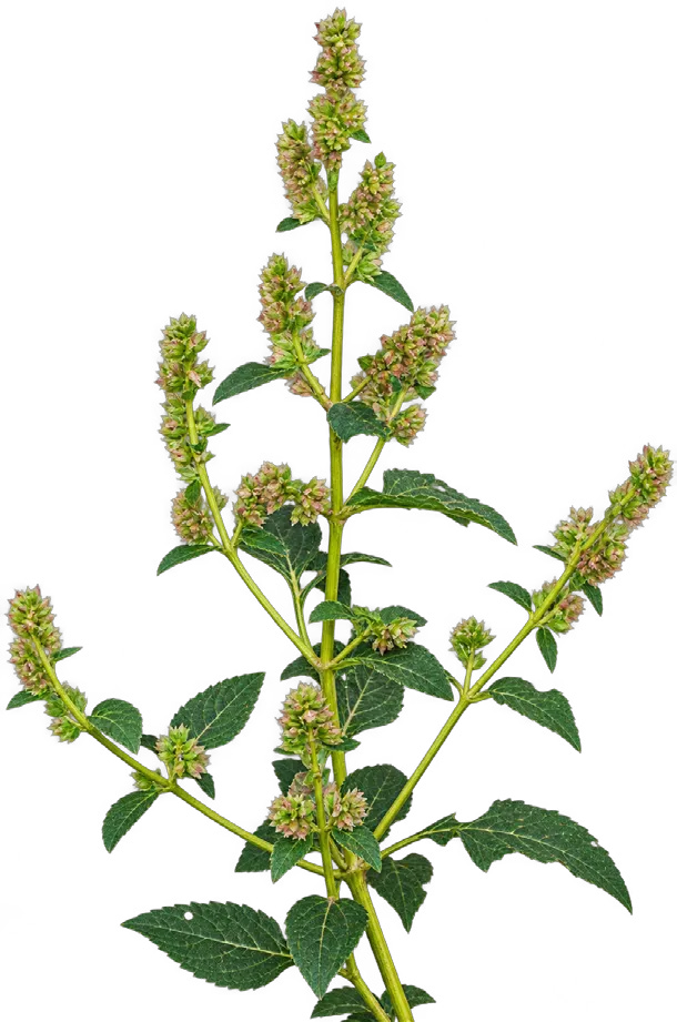 Bengal Shrub-Mint