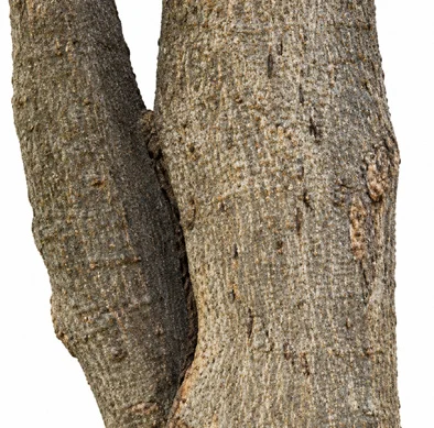 Pongamia pinnata bark