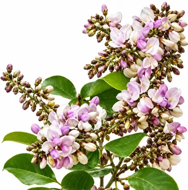 Pongamia pinnata flower