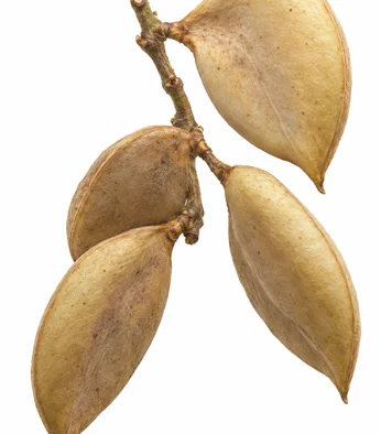Pongamia pinnata fruit / seeds