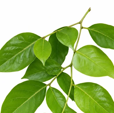 Pongamia pinnata leaves